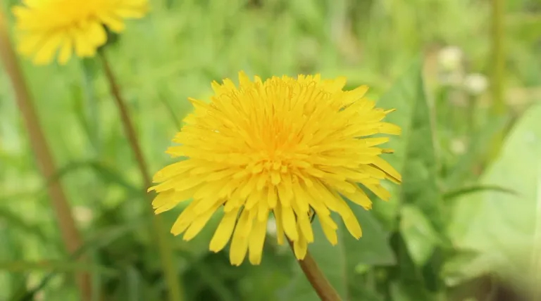 Herbs: The Power of the Dandelion